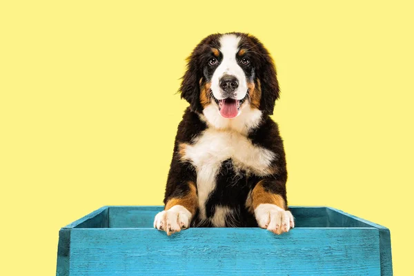 Ateliér Berner sennenhund štěně na žlutém studiovém pozadí — Stock fotografie