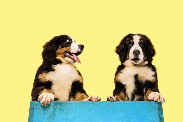 Estudio de berner sennenhund cachorros sobre fondo amarillo estudio — Foto de Stock
