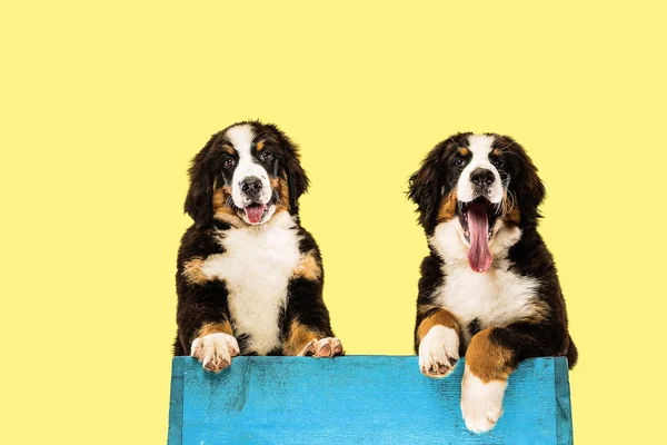 Plan studio de chiots berner sennenhund sur fond de studio jaune — Photo