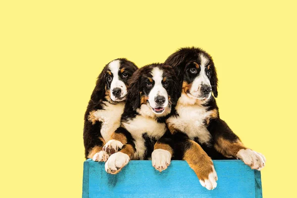 Plan studio de chiots berner sennenhund sur fond de studio jaune — Photo