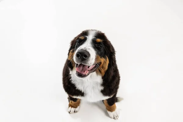 Estúdio tiro de berner sennenhund filhote de cachorro no fundo estúdio branco — Fotografia de Stock