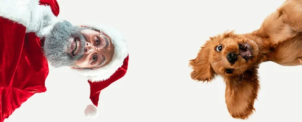 Mutlu Noeller Noel Baba. Stüdyoda küçük bir köpeğim var. — Stok fotoğraf