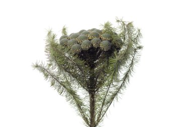 Beyaz stüdyo arka planında izole edilmiş güzel çiçekler. Tasarım elemanları. Çiçek, bahar, yaz mevsimi.