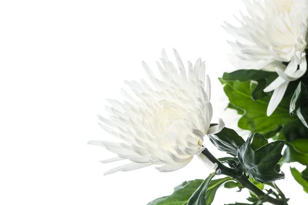 Lindas flores isoladas no fundo do estúdio branco. Elementos de design. Floração, primavera, verão . — Fotografia de Stock
