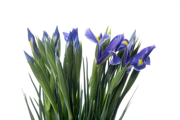 Schöne Blumen isoliert auf weißem Studiohintergrund. Designelemente. Blütezeit, Frühling, Sommer. — Stockfoto