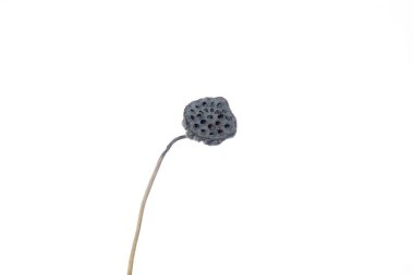 Beyaz stüdyo arka planında izole edilmiş güzel çiçekler. Tasarım elemanları. Çiçek, bahar, yaz mevsimi.