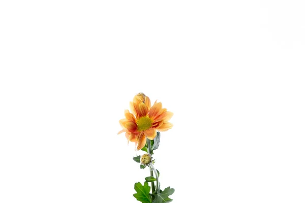 Schöne Blumen isoliert auf weißem Studiohintergrund. Designelemente. Blütezeit, Frühling, Sommer. — Stockfoto