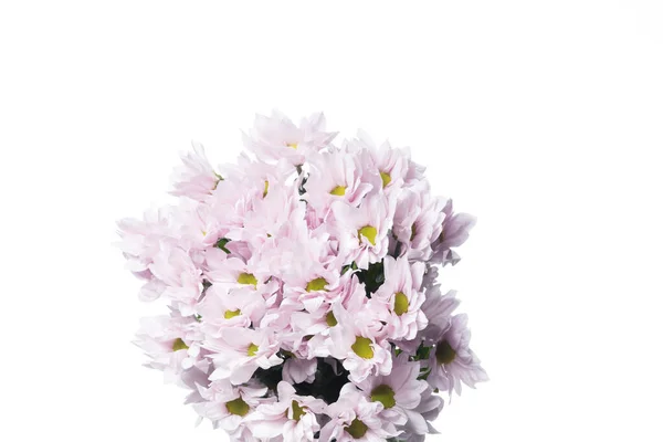 Schöne Blumen isoliert auf weißem Studiohintergrund. Designelemente. Blütezeit, Frühling, Sommer. — Stockfoto