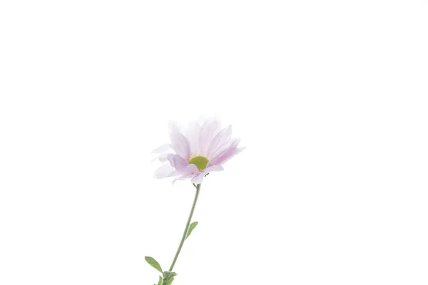 흰 스튜디오 배경에는 아름다운 꽃들이 핀다. 디자인 요소. 꽃피기, 봄, 여름철. — 스톡 사진