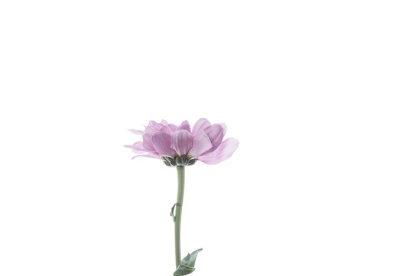 Hermosas flores aisladas sobre fondo blanco del estudio. Elementos de diseño. Florecimiento, primavera, verano . — Foto de Stock