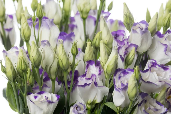 Schöne Blumen isoliert auf weißem Studiohintergrund. Designelemente. Blütezeit, Frühling, Sommer. — Stockfoto