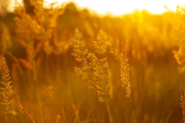 Złoty kolor trawy w wieczornym słońcu, blisko tła lub tapety — Zdjęcie stockowe
