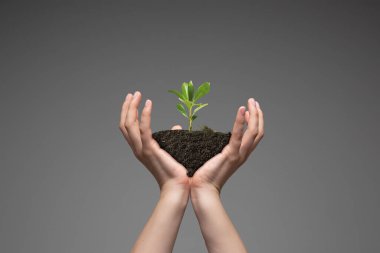 Human hands holding a fresh green plant, symbol of growing business, environmental conservation and bank savings. Planet in your hands. clipart