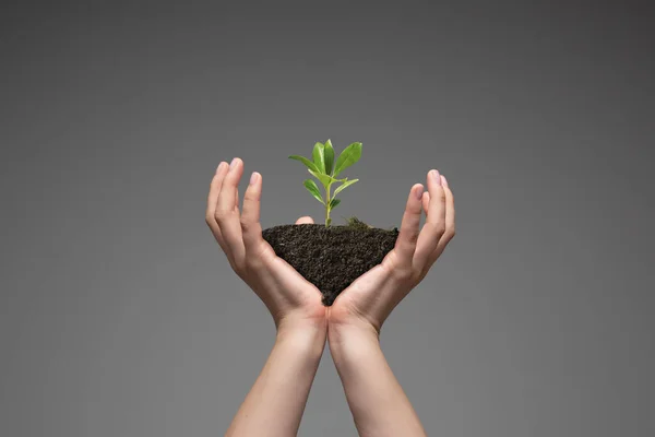 Menschliche Hände halten eine frische grüne Pflanze in der Hand, Symbol für wachsende Geschäfte, Umweltschutz und Banksparen. Planet in deinen Händen. — Stockfoto