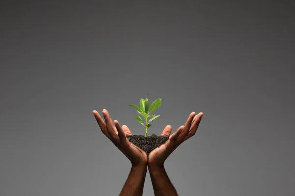 Human hands holding a fresh green plant, symbol of growing business, environmental conservation and bank savings. Planet in your hands.