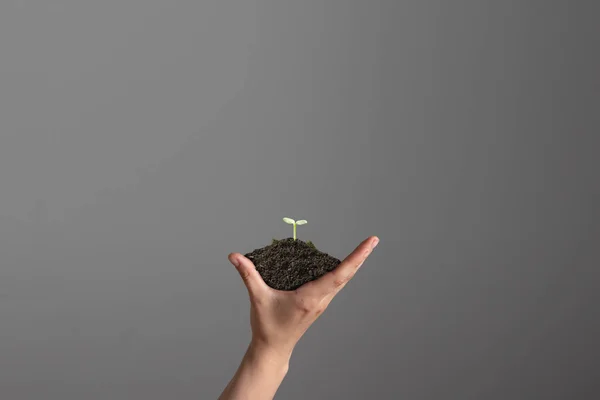 Human hands holding a fresh green plant, symbol of growing business, environmental conservation and bank savings. Planet in your hands. — Stock Photo, Image