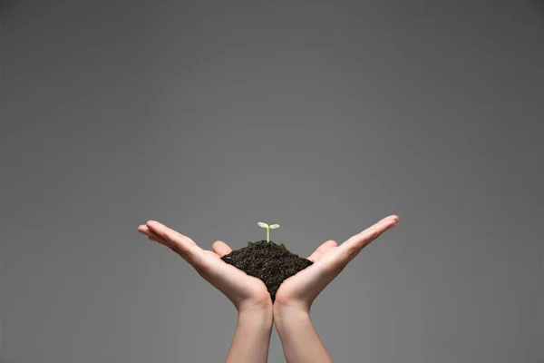 Human hands holding a fresh green plant, symbol of growing business, environmental conservation and bank savings. Planet in your hands. — Stock Photo, Image