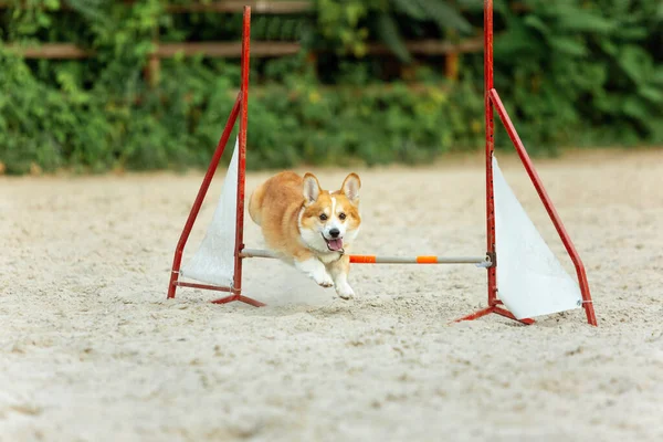 Μικρό χαριτωμένο σκυλί Corgi εκτελεί κατά τη διάρκεια της παράστασης στο διαγωνισμό — Φωτογραφία Αρχείου