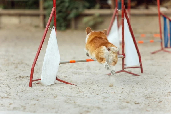 Little cute Corgi dog performing during the show in competition — Stock Photo, Image