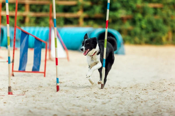 競争の中でショー中に実行されるスポーツ犬 — ストック写真