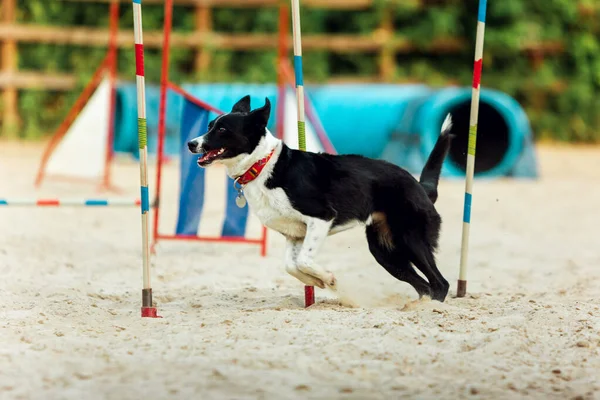 Спортивная собака выступает во время шоу в конкурсе — стоковое фото