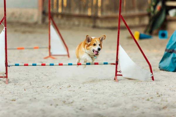 Poco lindo perro Corgi realizar durante el espectáculo en competencia — Foto de Stock