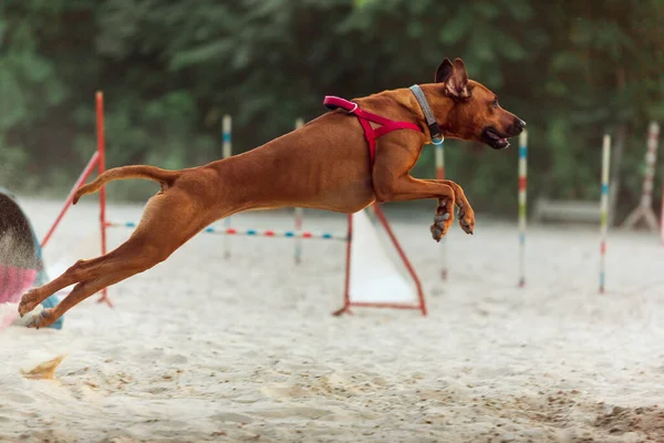 Sportos kutya fellépett a verseny alatt — Stock Fotó