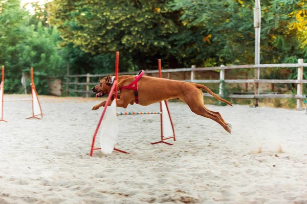 Спортивна собака виступає під час шоу в конкурсі — стокове фото