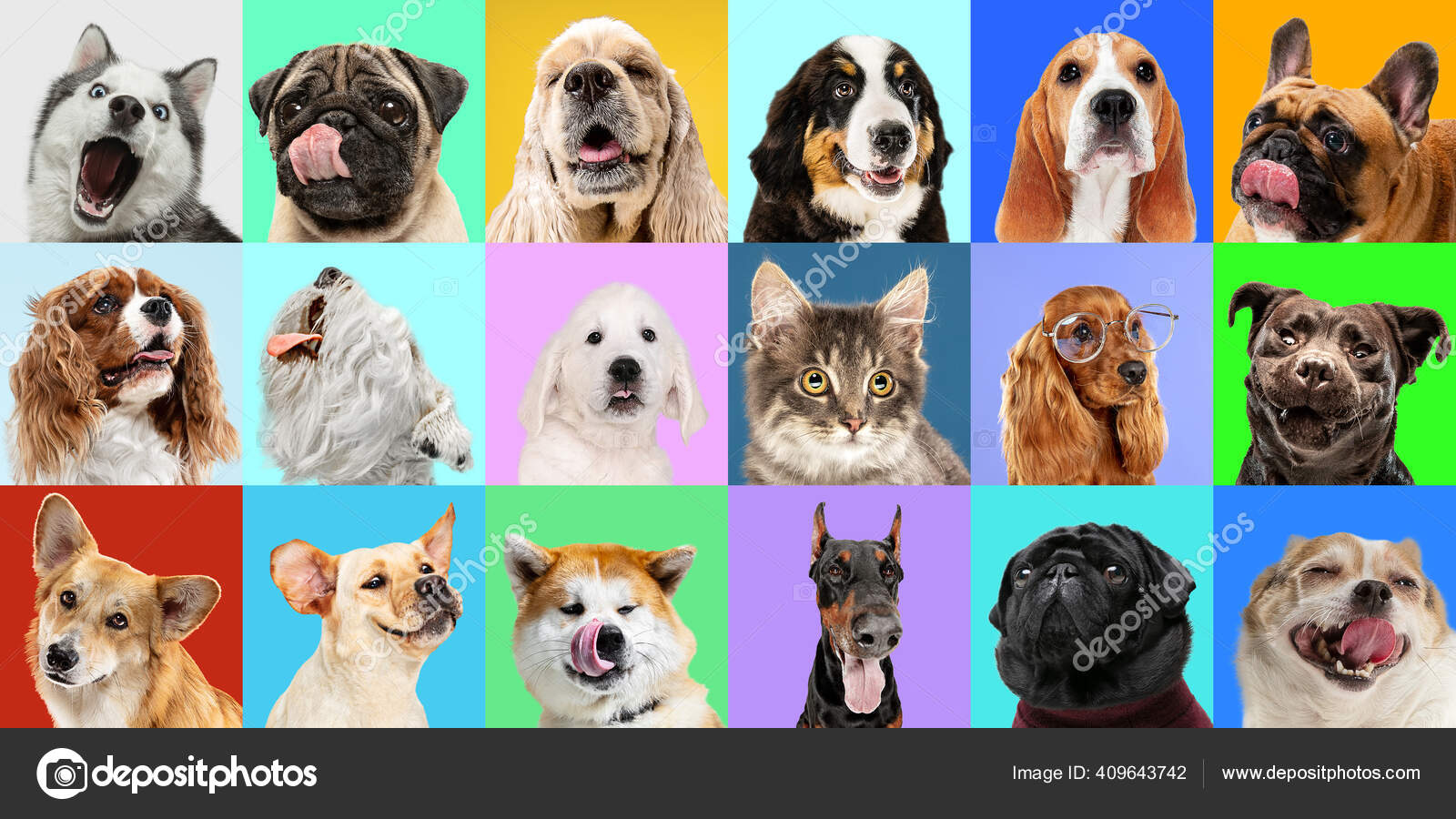 Creative collage of different breeds of dogs on colorful background Stock  Photo by ©vova130555@ 409643742