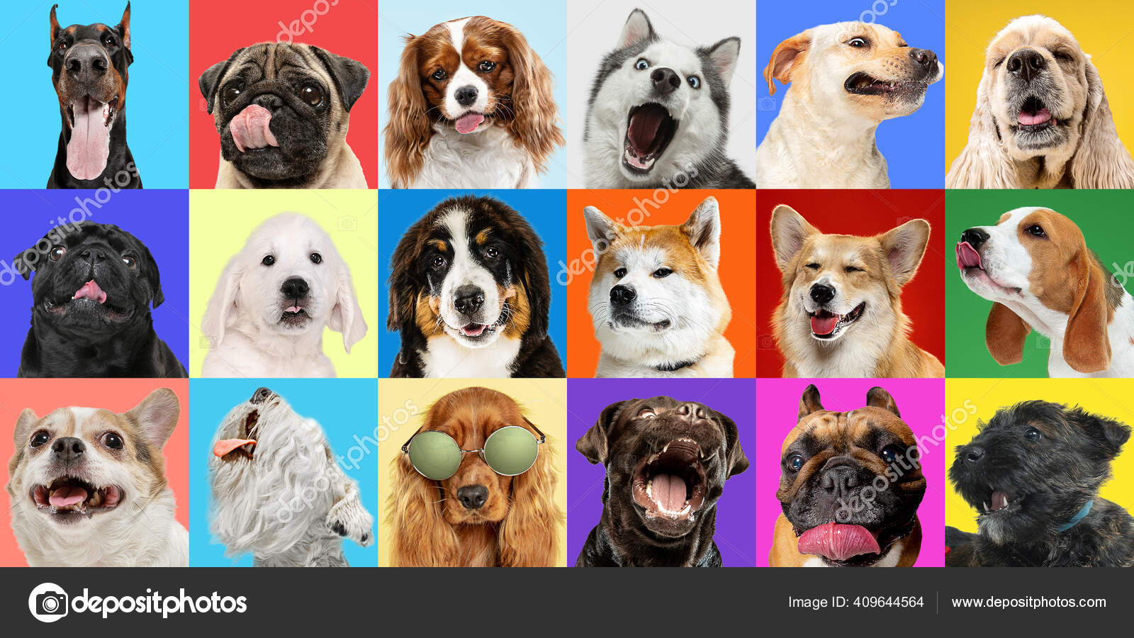 Collage creativo de diferentes razas de perros sobre fondo colorido — Foto  de stock #409644564 © vova130555@gmail.com, image size:1600x900