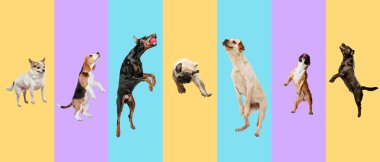 Creative collage of different breeds of dogs on colorful background clipart