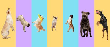 Renkli arka planda farklı köpek türlerinin yaratıcı kolajı