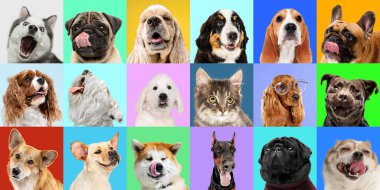 Renkli arka planda farklı köpek türlerinin yaratıcı kolajı