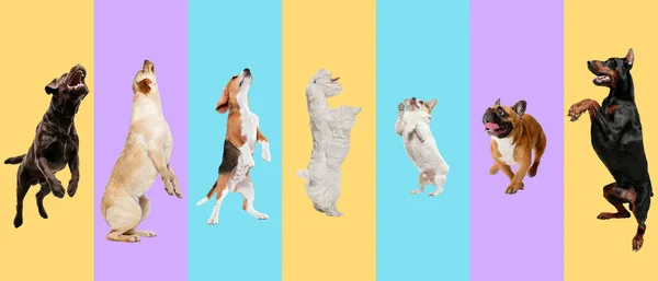 Collage creativo de diferentes razas de perros sobre fondo colorido —  Fotos de Stock