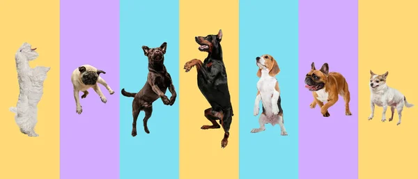 Colagem criativa de raças diferentes de cães no fundo colorido — Fotografia de Stock