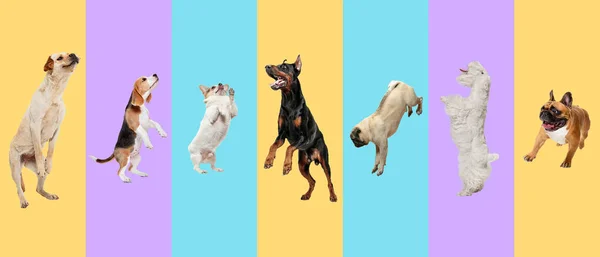 Collage creativo de diferentes razas de perros sobre fondo colorido —  Fotos de Stock