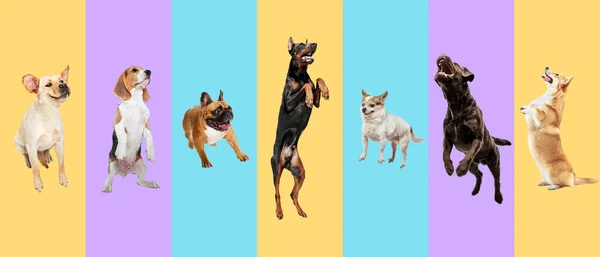 Collage creativo de diferentes razas de perros sobre fondo colorido — Foto de Stock