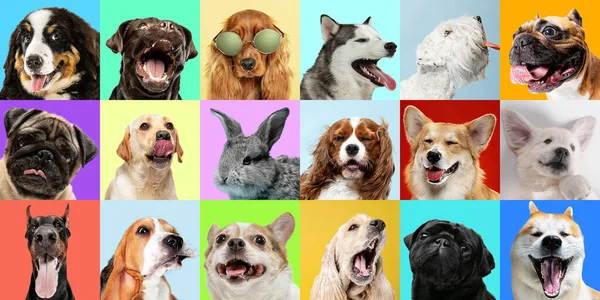 Δημιουργικό κολάζ των διαφόρων φυλών των σκύλων σε πολύχρωμο φόντο — Φωτογραφία Αρχείου