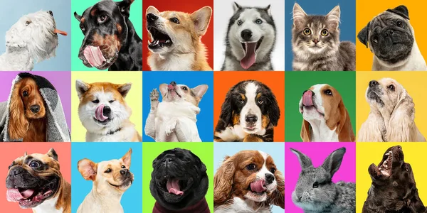 Collage créatif de différentes races de chiens sur fond coloré — Photo