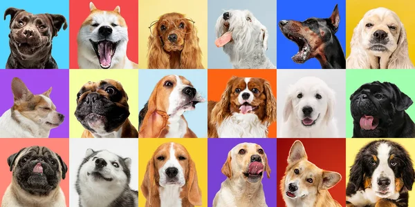 Renkli arka planda farklı köpek türlerinin yaratıcı kolajı — Stok fotoğraf