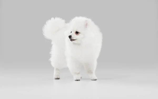 Estúdio tiro de cão Spitz isolado em fundo estúdio cinza — Fotografia de Stock