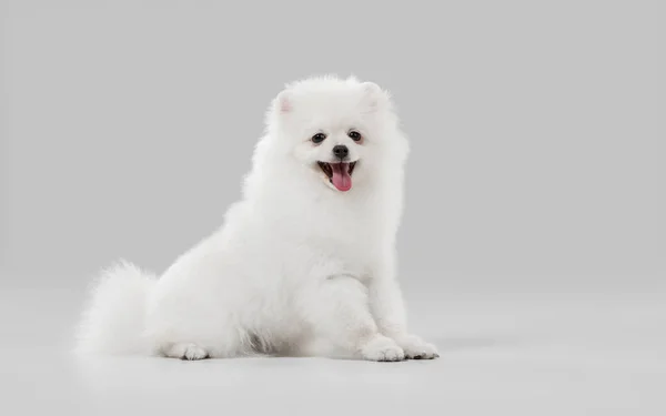 Studioaufnahme von Spitz Hund isoliert auf grauem Studiohintergrund — Stockfoto