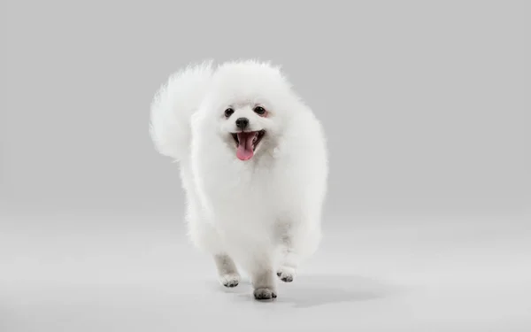 Estúdio tiro de cão Spitz isolado em fundo estúdio cinza — Fotografia de Stock