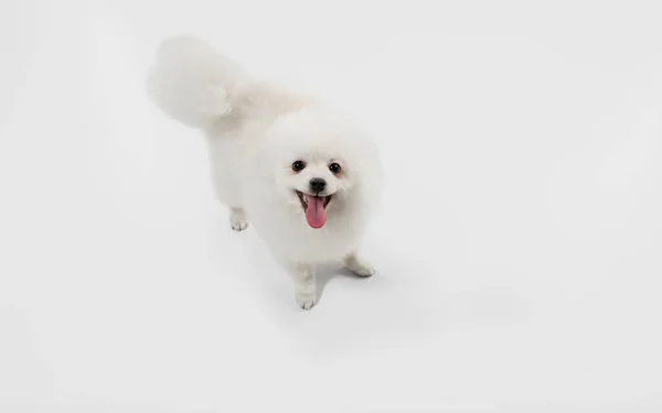 Estúdio tiro de cachorro Spitz isolado no fundo do estúdio branco — Fotografia de Stock