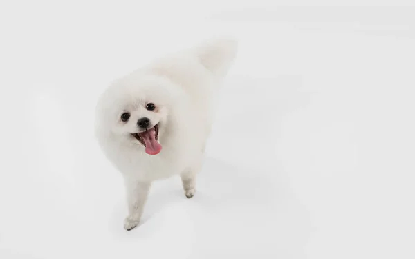 Captura de estudio de perro Spitz aislado sobre fondo de estudio blanco —  Fotos de Stock