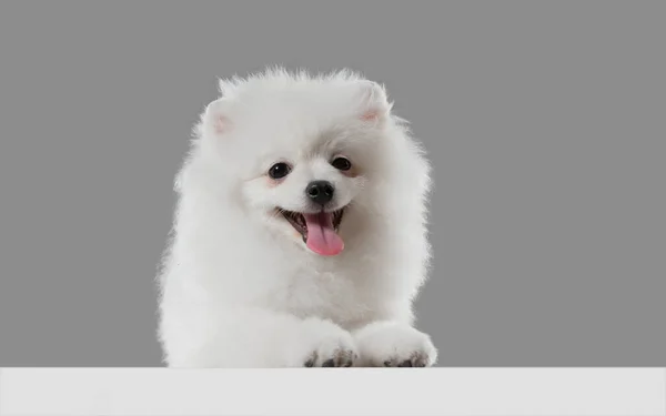 Estúdio tiro de cão Spitz isolado em fundo estúdio cinza — Fotografia de Stock