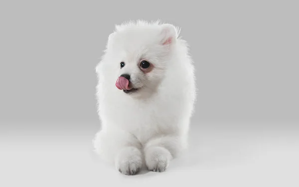 Estúdio tiro de cão Spitz isolado em fundo estúdio cinza — Fotografia de Stock