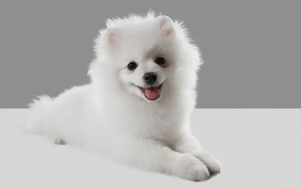 Στιγμιότυπο στούντιο του σκύλου Spitz απομονώνονται σε γκρι φόντο στούντιο — Φωτογραφία Αρχείου