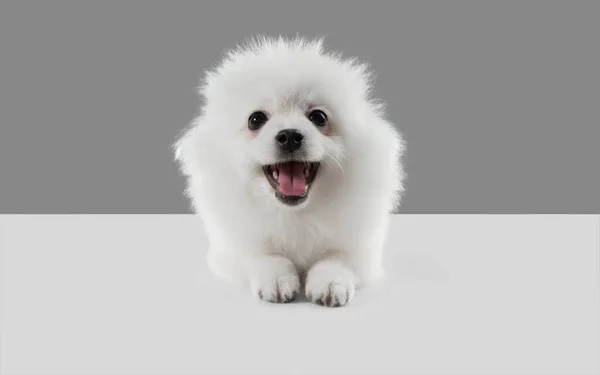 Στιγμιότυπο στούντιο του σκύλου Spitz απομονώνονται σε γκρι φόντο στούντιο — Φωτογραφία Αρχείου