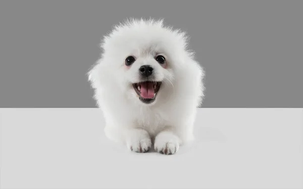 Estúdio tiro de cão Spitz isolado em fundo estúdio cinza — Fotografia de Stock